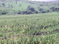 Litigation free Registered Land near Aburi is available for sale